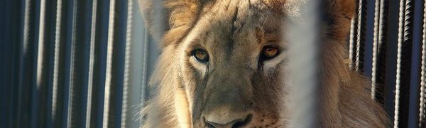 В воскресенье в зоопарке «Чудесный» пройдёт праздник «Мартовские коты»