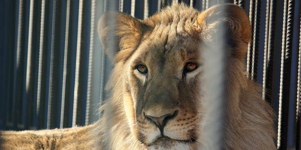 В воскресенье в зоопарке «Чудесный» пройдёт праздник «Мартовские коты»