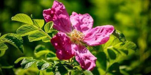 До +33°С прогрелся воздух во Владивостоке в первый день августа