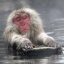 Японские макаки «пригрелись» на горячих источниках