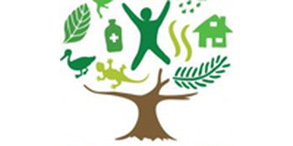 2011 год — Международный год Лесов