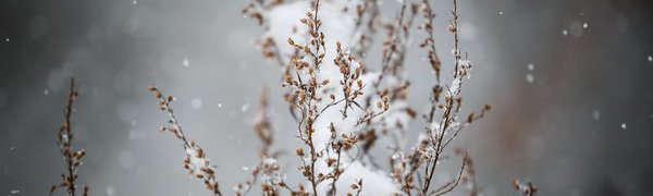 В Приморье местами небольшой снег, во Владивостоке осадков не ожидается