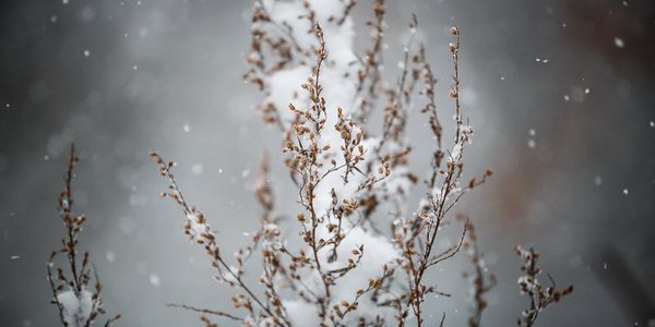 В Приморье местами небольшой снег, во Владивостоке осадков не ожидается