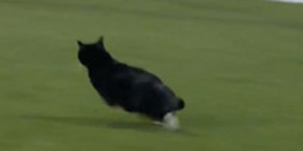 Во время матча голландских футбольных команд на поле выбежал кот