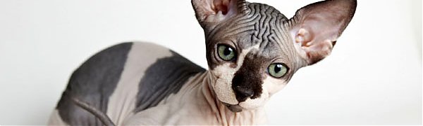 В Ставропольском крае за долги арестовали кота