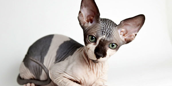 В Ставропольском крае за долги арестовали кота