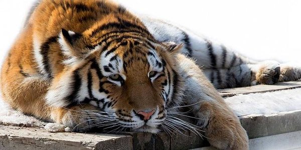 Тигрёнка-сироту поймали в Приморье