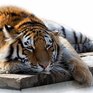 Тигрёнка-сироту поймали в Приморье