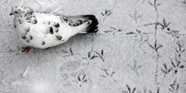 На Дальнем Востоке выпал сентябрьский снег