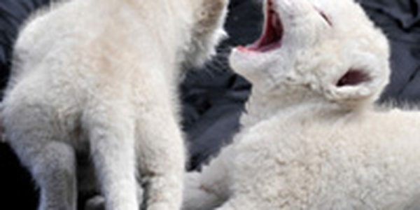 Таможенники задержали двух белых львят в Домодедово 