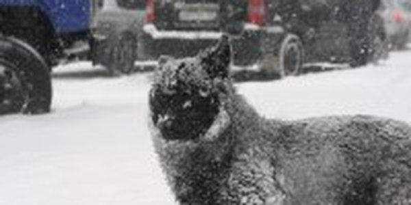 Снегопады накроют Приморье на выходных