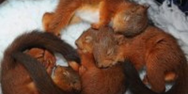 Белка и бельчата лишили интернета два микрорайона в Екатеринбурге