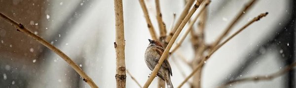 Не весенняя погода: снег и похолодание принесёт в Приморье циклон