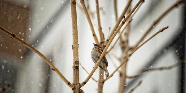 Не весенняя погода: снег и похолодание принесёт в Приморье циклон