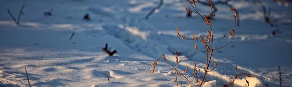 Высота снежного покрова в центральных районах Приморья достигает 13 см