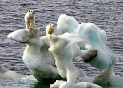 Ученые: В Арктике стремительно меняется климат