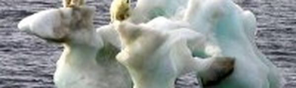 Ученые: В Арктике стремительно меняется климат