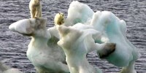 Ученые: В Арктике стремительно меняется климат