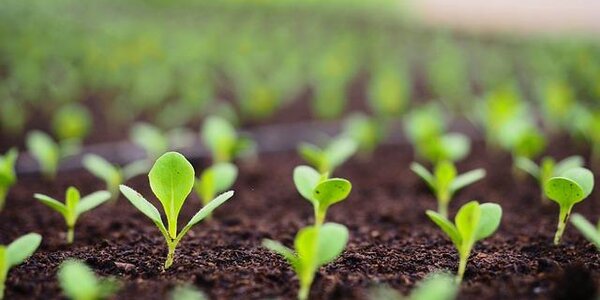 Российские ученые разработали новую технологию очистки почвы