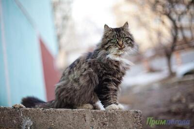 Зима завершилась в Приморье почти весенними температурами