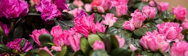 Погода обещает порадовать приморцев на следующей неделе