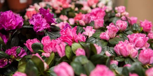 Погода обещает порадовать приморцев на следующей неделе