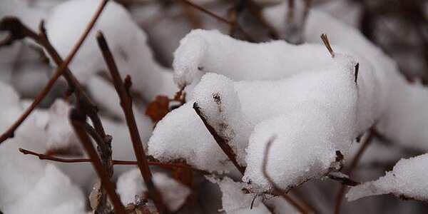 Небольшой и умеренный снег принесет в Приморье циклон в четверг