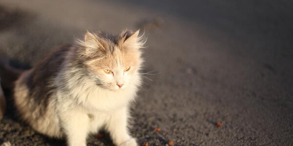 Март в Приморье начался с весенней оттепели