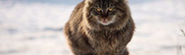 Вечером температура воздуха во Владивостоке понизится