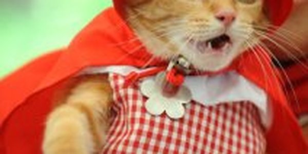 Всемирный день кошек: главный праздник всех кошатников!