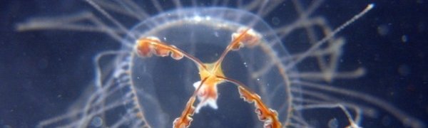 На пляжах Приморья активизировались опасные медузы