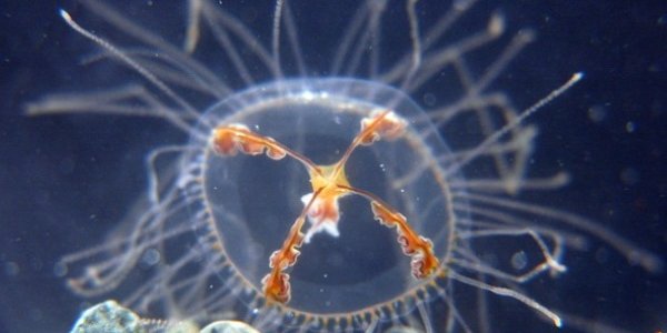 На пляжах Приморья активизировались опасные медузы