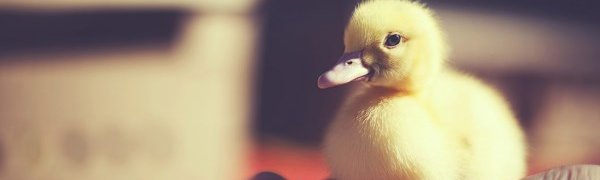 В Австрии полицейские спасли потерявшегося утенка