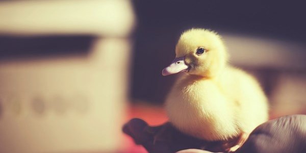 В Австрии полицейские спасли потерявшегося утенка