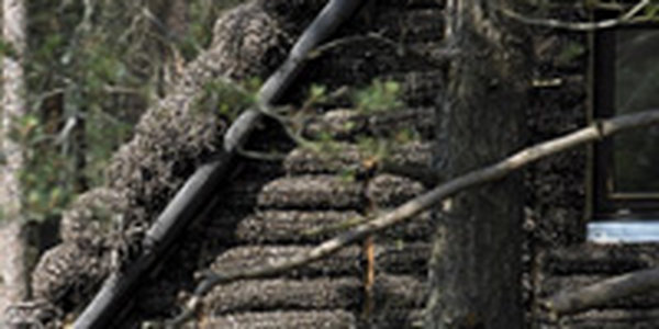 В Дании построили уникальный дом из водорослей