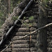 В Дании построили уникальный дом из водорослей