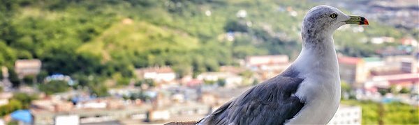 Чем дышал Владивосток с 11 по 20 июля?