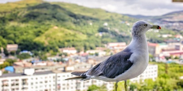 Чем дышал Владивосток с 11 по 20 июля?