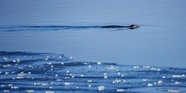 Потепление до плюсовой температуры ожидается в Приморье в пятницу