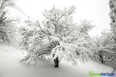 Высота снега в центральных районах Приморья достигает 67 см