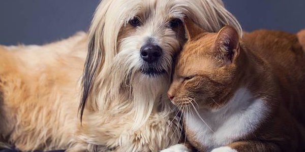 Учёные выяснили, что собаки умнее кошек