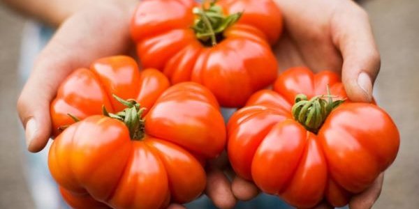 На центральной площади Владивостока работает сельскохозяйственная ярмарка