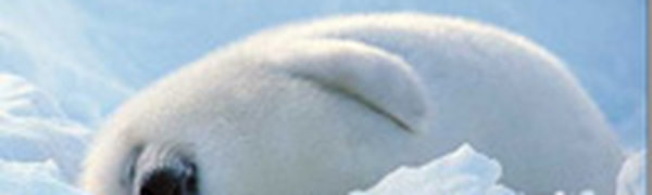  Ледяной покров Арктики за год увеличился на 60 процентов