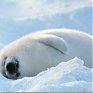  Ледяной покров Арктики за год увеличился на 60 процентов