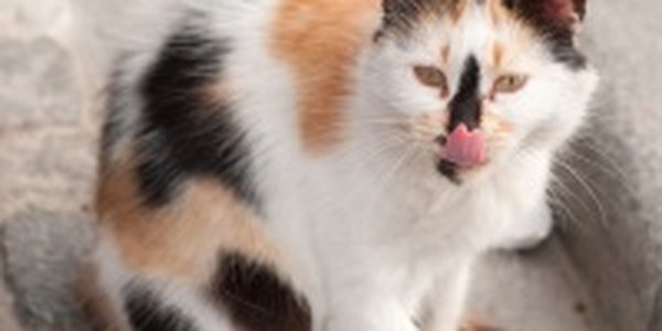 Кошачий рай на земле(ФОТО)