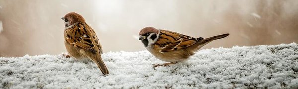 В субботу в Приморье местами пройдёт снег, в воскресенье похолодает