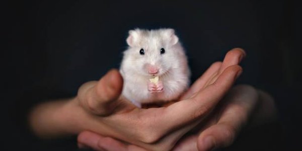 Госдума одобрила закон об ответственном обращении с животными