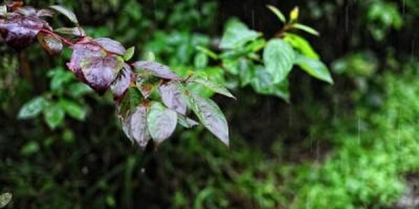 Во вторник в Приморье пройдут сильные дожди
