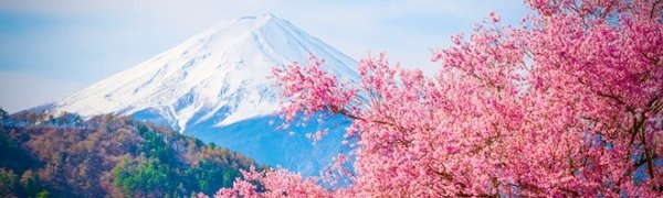 В Японии зацвела сакура