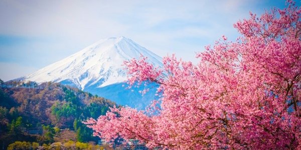 В Японии зацвела сакура
